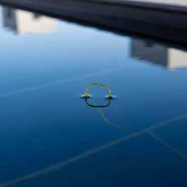 Algae Defeat Trump's $14.2M Reflecting Pool "Blue" Project